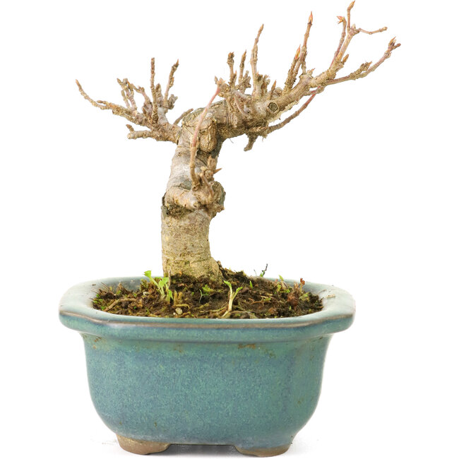 Acer buergerianum, 7,5 cm, ± 20 Jahre alt