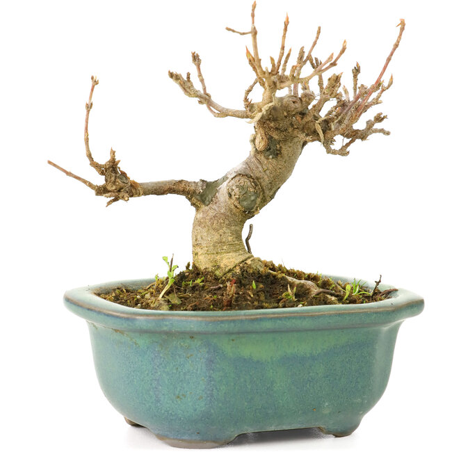 Acer buergerianum, 7,5 cm, ± 20 ans