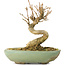 Acer buergerianum, 9 cm, ± 20 ans, dans un pot cassé