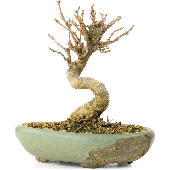 Acer buergerianum, 9 cm, ± 20 ans, dans un pot cassé