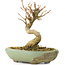Acer buergerianum, 9 cm, ± 20 ans, dans un pot cassé
