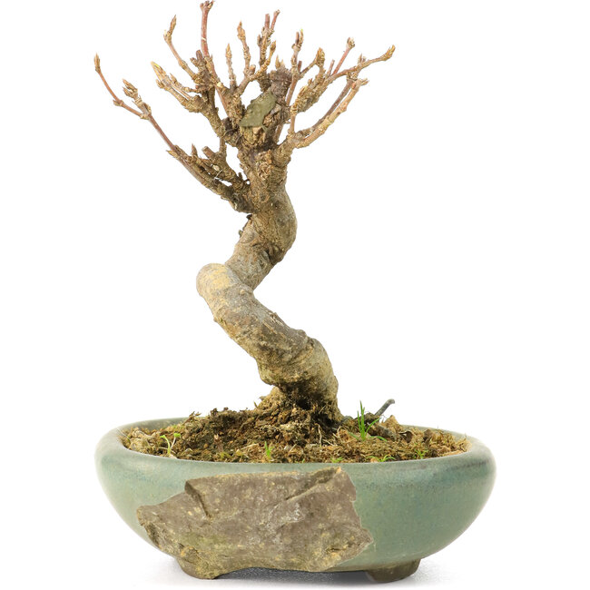 Acer buergerianum, 9 cm, ± 20 años, en maceta rota