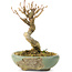 Acer buergerianum, 9 cm, ± 20 ans, dans un pot cassé