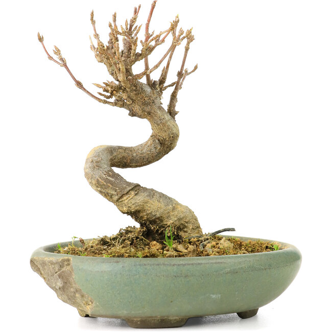 Acer buergerianum, 9 cm, ± 20 jaar oud, in gebroken pot