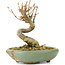 Acer buergerianum, 9 cm, ± 20 ans, dans un pot cassé