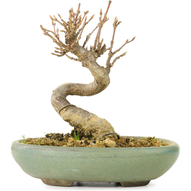 Acer buergerianum, 9 cm, ± 20 Jahre alt, in einem zerbrochenen Topf