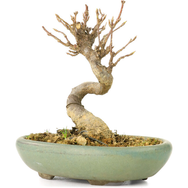 Acer buergerianum, 9 cm, ± 20 Jahre alt, in einem zerbrochenen Topf