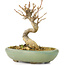 Acer buergerianum, 9 cm, ± 20 ans, dans un pot cassé