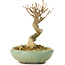 Acer buergerianum, 9 cm, ± 20 ans, dans un pot cassé