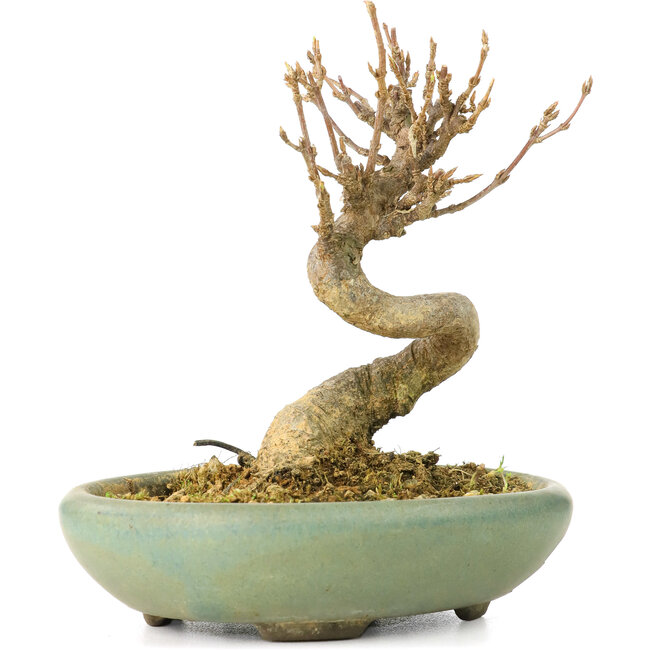 Acer buergerianum, 9 cm, ± 20 years old, in a broken pot