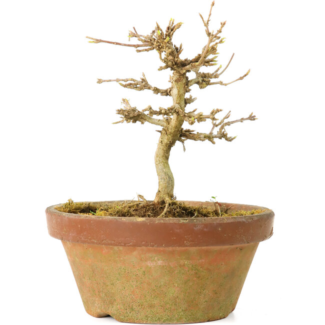 Acer buergerianum, 10 cm, ± 15 years old