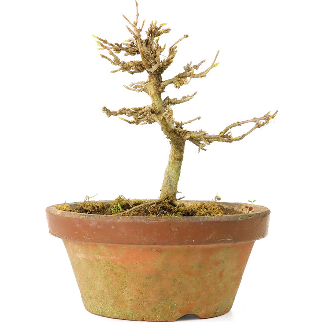 Acer buergerianum, 10 cm, ± 15 jaar oud