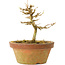 Acer buergerianum, 10 cm, ± 15 years old