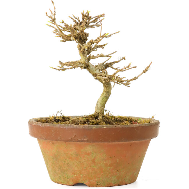 Acer buergerianum, 10 cm, ± 15 Jahre alt