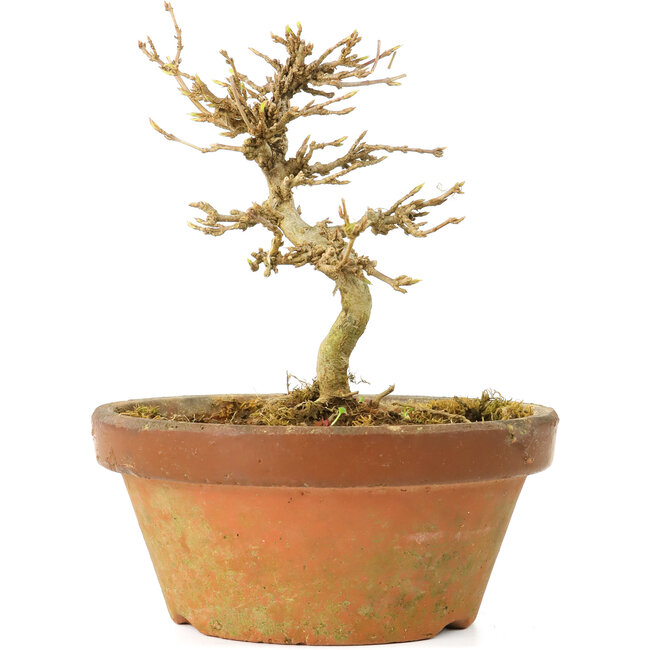 Acer buergerianum, 10 cm, ± 15 years old