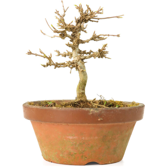 Acer buergerianum, 10 cm, ± 15 years old