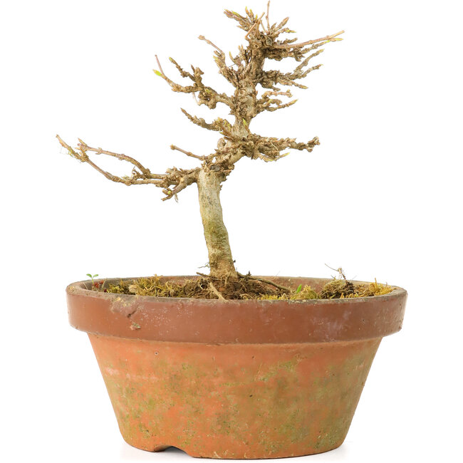 Acer buergerianum, 10 cm, ± 15 Jahre alt