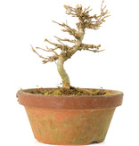 Acer buergerianum, 10 cm, ± 15 Jahre alt