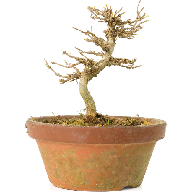 Acer buergerianum, 10 cm, ± 15 jaar oud