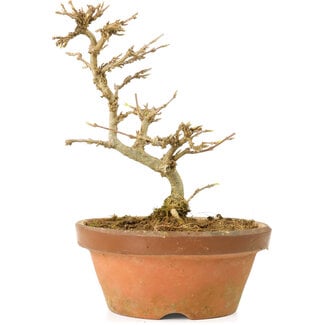 Acer buergerianum, 13,5 cm, ± 15 años