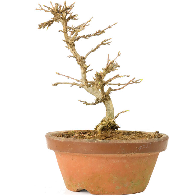 Acer buergerianum, 13,5 cm, ± 15 Jahre alt