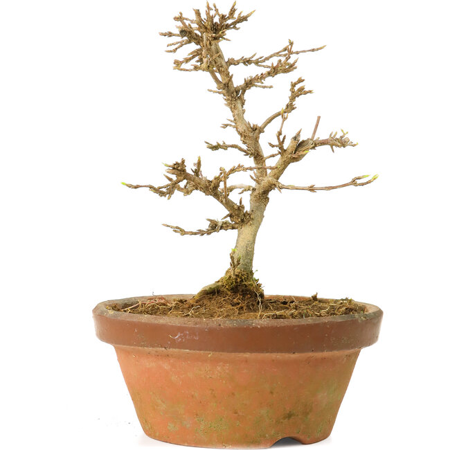 Acer buergerianum, 13,5 cm, ± 15 anni