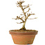 Acer buergerianum, 13,5 cm, ± 15 years old