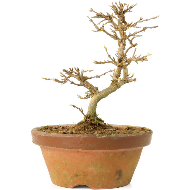 Acer buergerianum, 13,5 cm, ± 15 years old