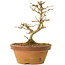 Acer buergerianum, 13,5 cm, ± 15 Jahre alt