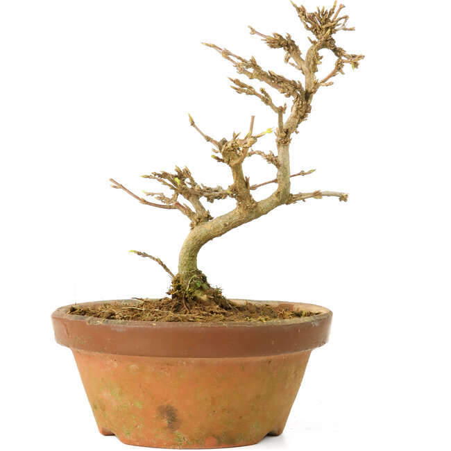 Acer buergerianum, 13,5 cm, ± 15 years old