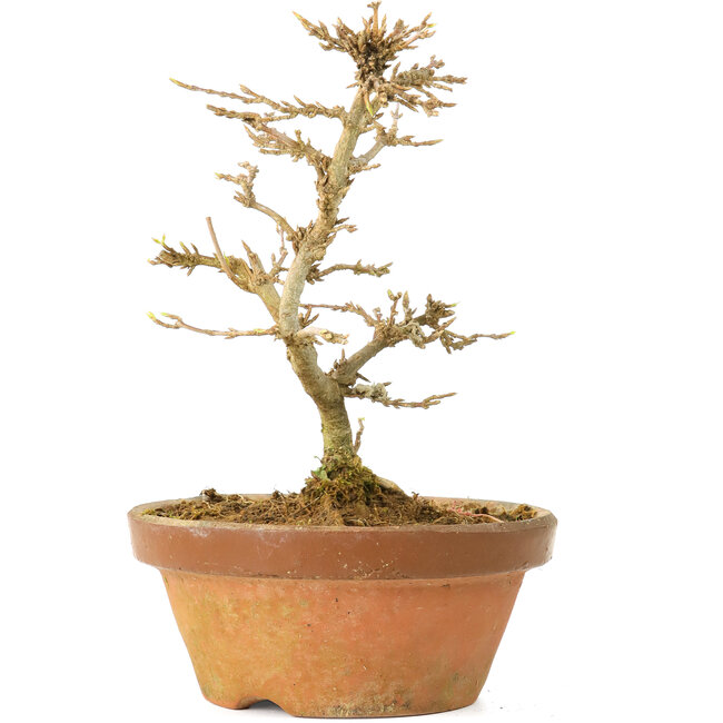 Acer buergerianum, 13,5 cm, ± 15 jaar oud