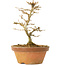 Acer buergerianum, 13,5 cm, ± 15 ans