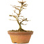 Acer buergerianum, 13,5 cm, ± 15 years old