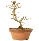Acer buergerianum, 13,5 cm, ± 15 Jahre alt