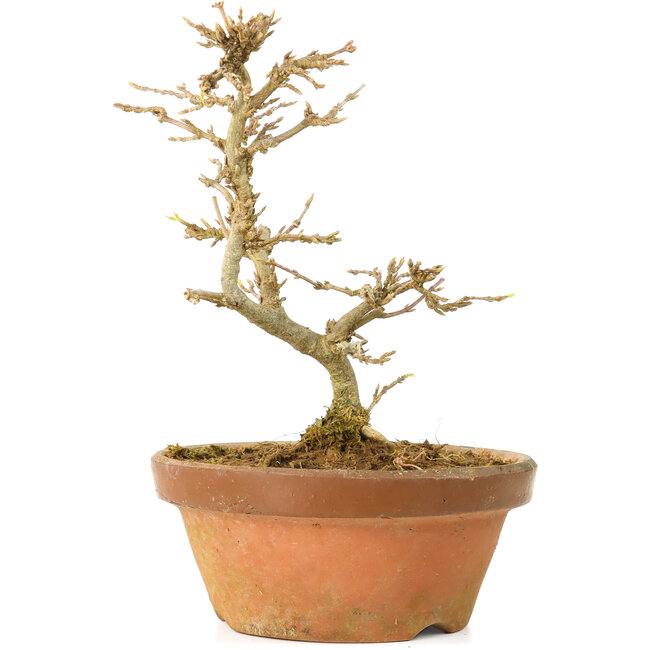 Acer buergerianum, 13,5 cm, ± 15 years old