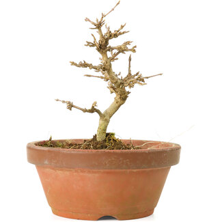 Acer buergerianum, 11,5 cm, ± 15 anni