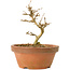 Acer buergerianum, 11,5 cm, ± 15 Jahre alt