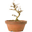 Acer buergerianum, 11,5 cm, ± 15 years old