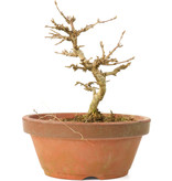 Acer buergerianum, 11,5 cm, ± 15 Jahre alt