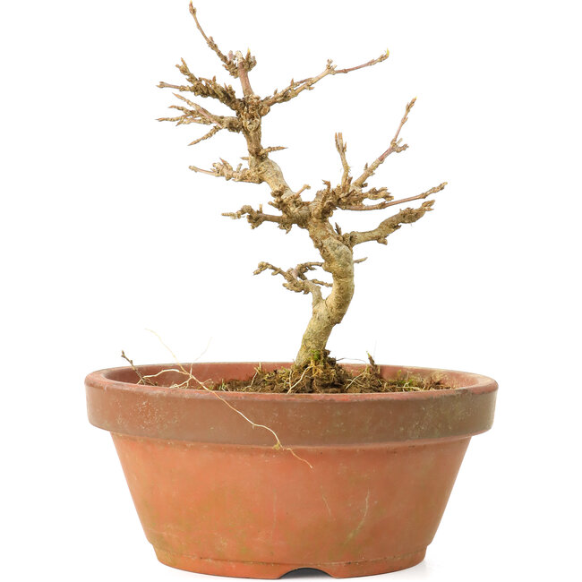 Acer buergerianum, 11,5 cm, ± 15 Jahre alt