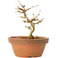 Acer buergerianum, 11,5 cm, ± 15 Jahre alt