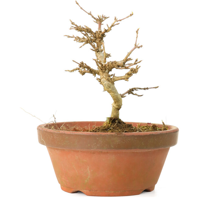 Acer buergerianum, 11,5 cm, ± 15 Jahre alt