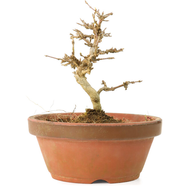 Acer buergerianum, 11,5 cm, ± 15 jaar oud