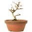 Acer buergerianum, 11,5 cm, ± 15 Jahre alt