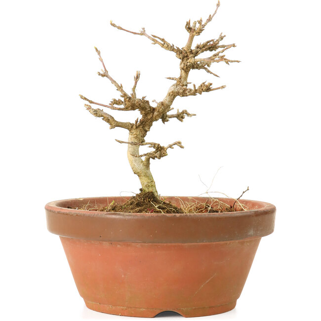 Acer buergerianum, 11,5 cm, ± 15 anni