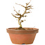 Acer buergerianum, 11,5 cm, ± 15 jaar oud