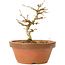 Acer buergerianum, 11,5 cm, ± 15 years old