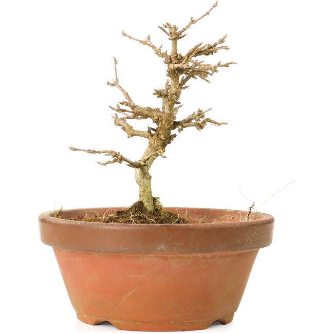 Acer buergerianum, 11,5 cm, ± 15 years old