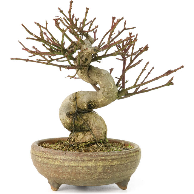 Image of Japanese euonymus plant in bonsai pot