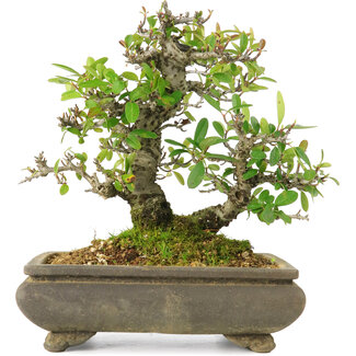 Pyracantha, 19 cm, ± 20 anni